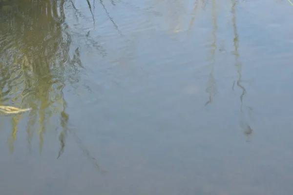 Sabahleyin çeltik tarlalarının yanındaki küçük kanalda su akar.