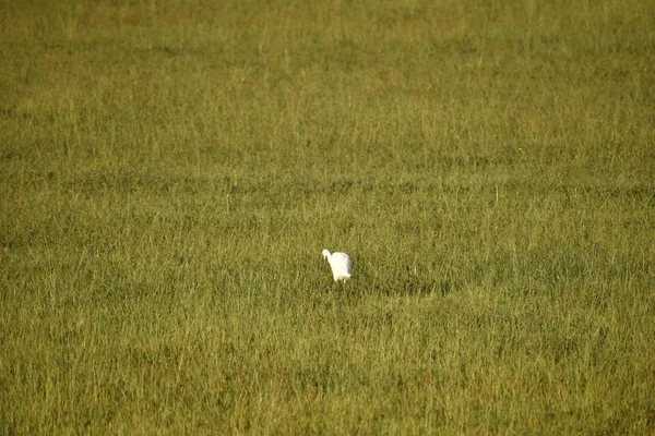 Een witte kraan die 's morgens op zoek is naar voedsel in het groene veld, Common Crane, — Stockfoto