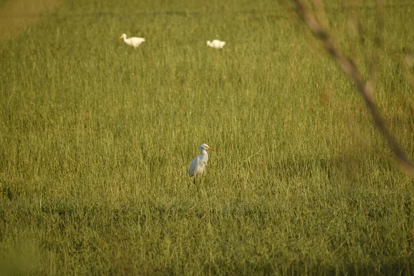 Witte kranen in het groene veld 's morgens, Kranen kudde op het groene veld. — Stockfoto