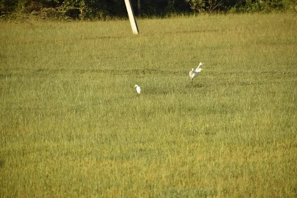 Grues blanches sont dans le champ vert le matin, Grue commune, Grues troupeau sur le champ vert . — Photo