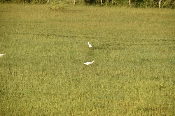 Białe żurawie są w zielonym polu o poranku, Żuraw pospolity, Żurawie Flock na zielonym polu. — Zdjęcie stockowe