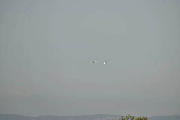 Kranen vliegen 's morgens op de blauwe lucht.. — Stockfoto