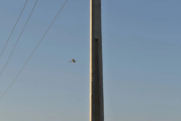 Gökyüzünde beyaz bir vinç uçuyor, yakın plan, mavi gökyüzü ve elektrik direği manzarası — Stok fotoğraf