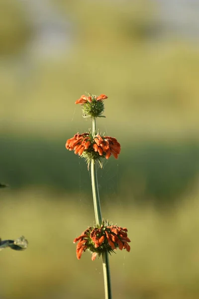Güzel kırmızı çiçeğin yakın görüntüsü, tarlada bir sürü yeşil yapraklı kırmızı çiçekler, bulanık arkaplan. Hindistan 'da