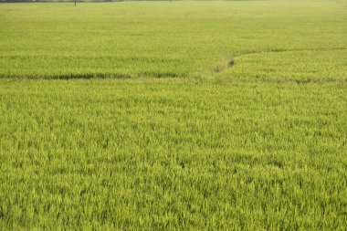 Kırsal bölgedeki yeşil pirinç tarlaları, Hindistan 'ın kırsalındaki güzel yeşil çeltik tarlaları..