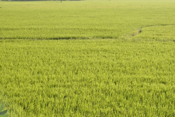 Kırsal bölgedeki yeşil pirinç tarlaları, Hindistan 'ın kırsalındaki güzel yeşil çeltik tarlaları..