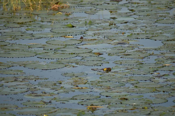 Groene kleur bladeren met stam en de blauwe lucht — Stockfoto