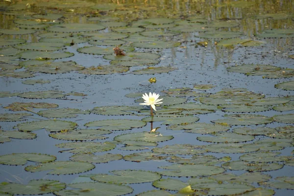 Beyaz nilüfer çiçeği gölde yetişir. Lotus, her yıl görülebilen bir su bitkisi türüdür..