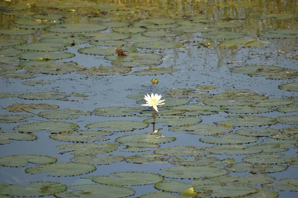 White lotus flower grows on the lake. Lotus is an annual aquatic plant species, closeup view of beautiful lotus. Royalty Free Stock Images