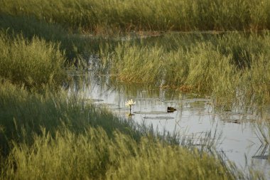 Beyaz nilüfer çiçeği gölde yetişir. Lotus, her yıl görülebilen bir su bitkisi türüdür..