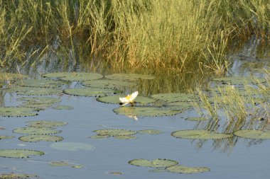 Beyaz nilüfer çiçeği gölde yetişir. Lotus, her yıl görülebilen bir su bitkisi türüdür..