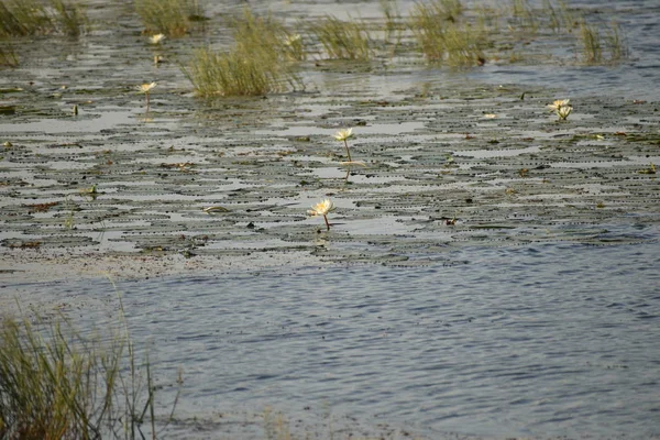 Witte lotusbloem groeit op het meer. Lotus is een jaarlijkse waterplant soort, close-up uitzicht op prachtige lotus. — Stockfoto