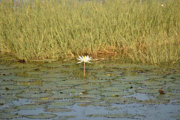 Beyaz nilüfer çiçeği gölde yetişir. Lotus, her yıl görülebilen bir su bitkisi türüdür..