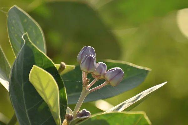 Mor Calotropis Dev Çayı. Çiçekli, yeşil yapraklı, bulanık arkaplanlı taç çiçeği.