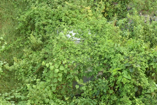 Eski, modası geçmiş çamaşır makinesi yere atıldı ve sarmaşıklar ve yeşil küçük ağaçlarla kaplandı..