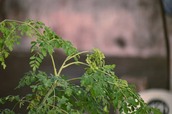 Moringa sabah bulanık arkaplanlı ayrılır, ayrıca davul sopası ağacı olarak da bilinir..