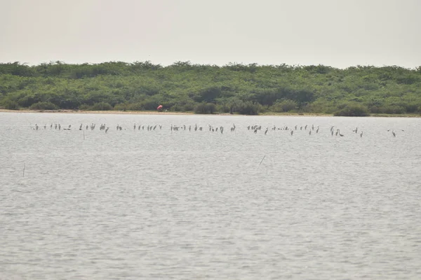Povo de pássaros gaivotas e outros guindastes sentado, assombrando e à procura de comida no lago na Índia — Fotografia de Stock