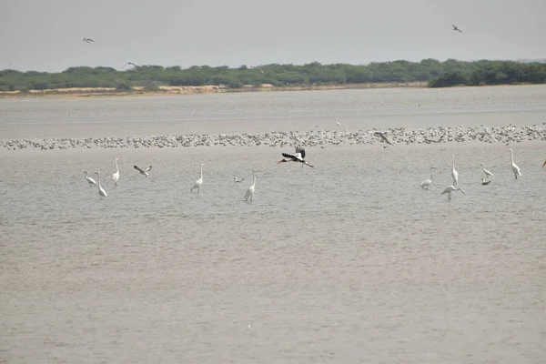 Povo de pássaros gaivotas e outros guindastes sentado, assombrando e à procura de comida no lago na Índia — Fotografia de Stock