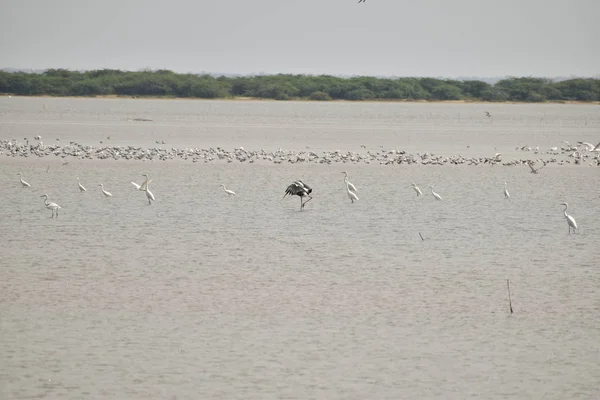 Povo de pássaros gaivotas e outros guindastes sentado, assombrando e à procura de comida no lago na Índia — Fotografia de Stock