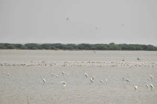 Povo de pássaros gaivotas e outros guindastes sentado, assombrando e à procura de comida no lago na Índia — Fotografia de Stock
