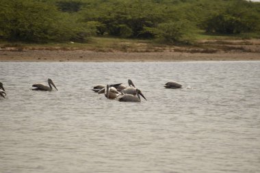 Suda yüzen bir grup pelikan, gölde yiyecek arayan beyaz pelikanlar.