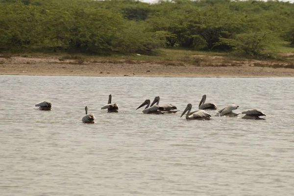 Eine Gruppe Pelikane auf dem Wasser, weiße Pelikane schwimmen und suchen im See nach Nahrung — Stockfoto