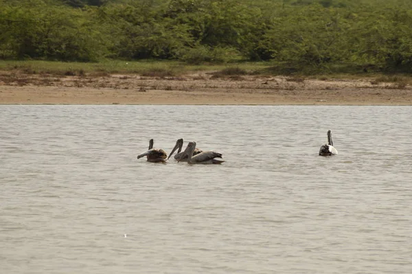 Un grupo de pelícanos en el agua, pelícanos blancos nadando y buscando comida en el lago —  Fotos de Stock