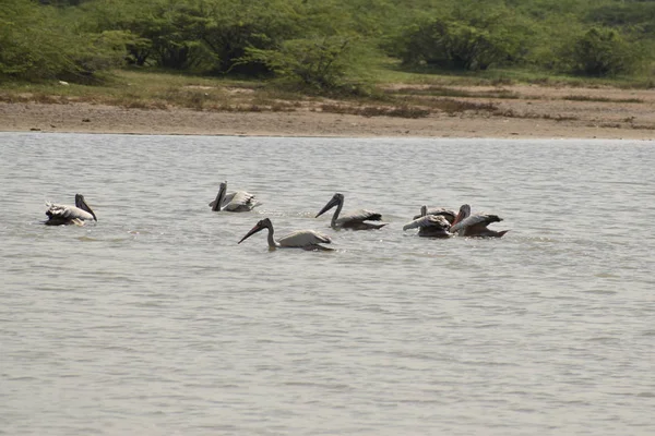 Egy csapat pelikán a vízen, fehér pelikánok úszkálnak és élelmet keresnek a tavon. — Stock Fotó