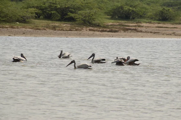 Eine Gruppe Pelikane auf dem Wasser, weiße Pelikane schwimmen und suchen im See nach Nahrung — Stockfoto