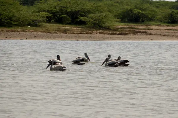 Eine Gruppe Pelikane auf dem Wasser, weiße Pelikane schwimmen und suchen im See nach Nahrung — Stockfoto