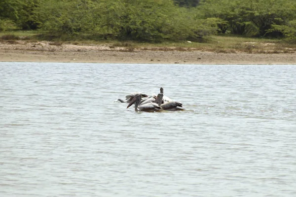 Een groep pelikanen op het water, witte pelikanen die zwemmen en op zoek zijn naar voedsel op het meer — Stockfoto