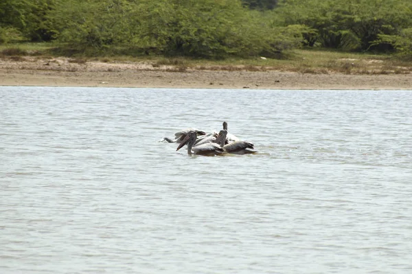 Eine Gruppe Pelikane auf dem Wasser, weiße Pelikane schwimmen und suchen im See nach Nahrung — Stockfoto