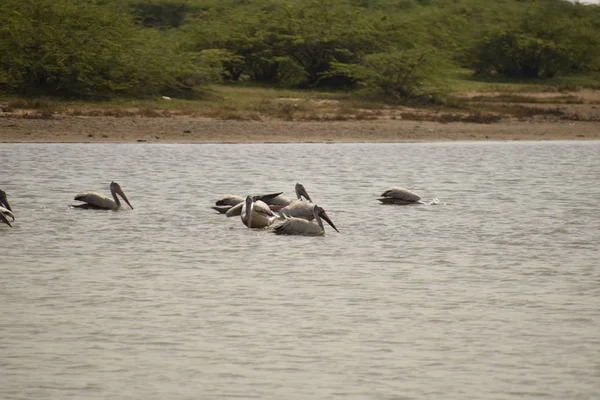 Suda yüzen bir grup pelikan, gölde yiyecek arayan beyaz pelikanlar.
