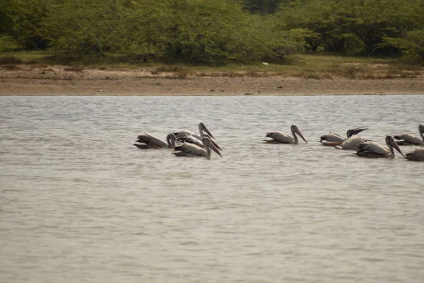 Eine Gruppe Pelikane auf dem Wasser, weiße Pelikane schwimmen und suchen im See nach Nahrung — Stockfoto