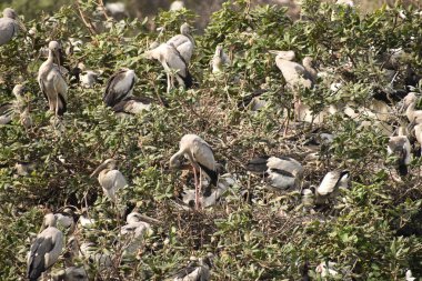 Bir grup güzel pelikan ve bebekler ağaçta, gölde, Hindistan 'da oturuyorlar ve diğer beyaz turnaları görebiliyoruz..