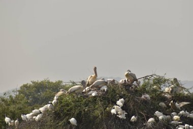 Bir grup güzel pelikan ve bebekler ağaçta, gölde, Hindistan 'da oturuyor.