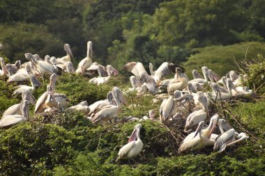 Bir grup güzel pelikan ve bebekler ağaçta, gölde, Hindistan 'da oturuyorlar ve diğer beyaz turnaları görebiliyoruz..