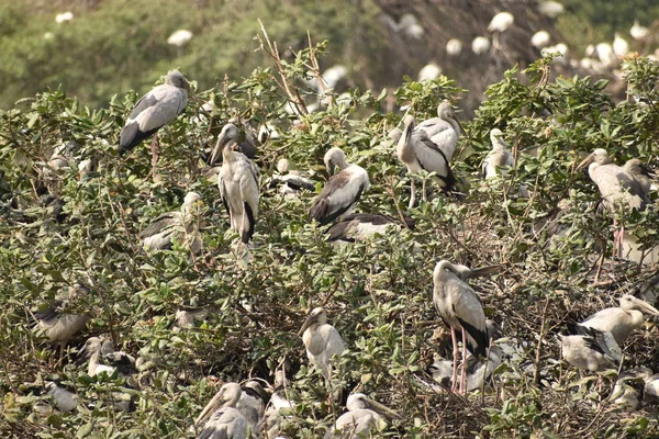 Gruppe von schönen Pelikanen und ihre Babys sitzen auf dem Baum, auf dem See, in Indien und wir können auch andere weiße Kraniche sehen. — Stockfoto