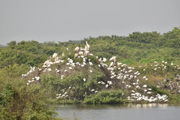 Skupina krásných pelikánů a jejich mláďat sedících na stromě, na jezeře, v Indii a také můžeme vidět další bílé jeřáby. — Stock fotografie