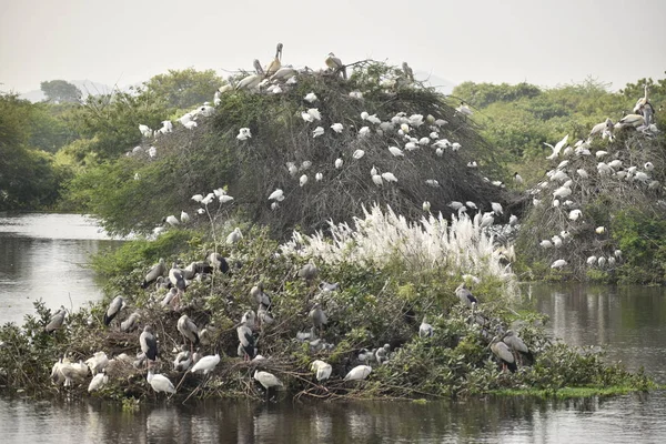 Group of beautiful pelican and it's babies sitting on the tree, on the lake, in india and also we can see other white cranes. — Stock Photo, Image