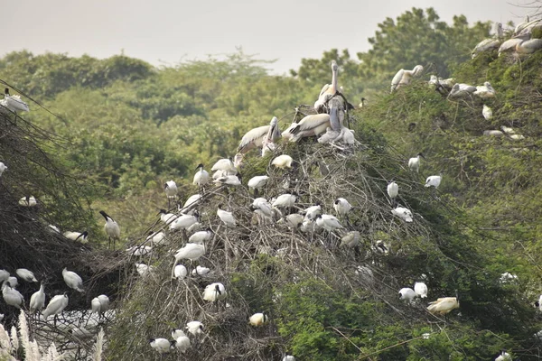 一群漂亮的鹈鹕和它的宝宝坐在树上，湖上，在印度，我们还可以看到其他的白鹤. — 图库照片