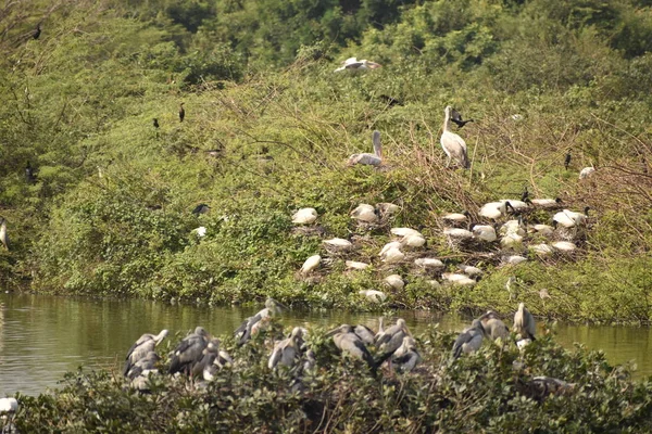 Grupo de belo pelicano e é bebês sentados na árvore, no lago, na Índia e também podemos ver outros guindastes brancos . — Fotografia de Stock