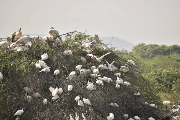 Gruppe von schönen Pelikanen und ihre Babys sitzen auf dem Baum, auf dem See, in Indien — Stockfoto