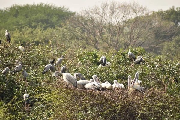 Группа красивых пеликанов, и это дети, сидящие на дереве, на озере, в Индии, а также мы можем увидеть другие белые краны . — стоковое фото
