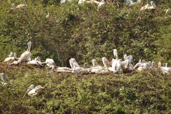 Grupp av vackra pelikan och det är barn som sitter på trädet, på sjön, i Indien och även vi kan se andra vita tranor. — Stockfoto