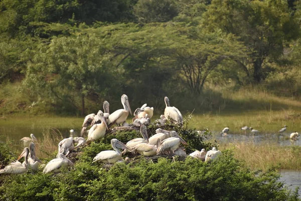 Grupp av vackra pelikan och det är barn som sitter på trädet, på sjön, i Indien och även vi kan se andra vita tranor. — Stockfoto