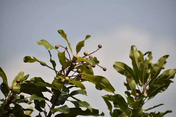 Ağacın tepesinde, arka planda gökyüzü olan yeşil meyveler.