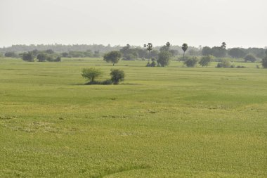 Hindistan 'da yeşil bir çeltik tarlası, yaz çayırlarında gün ışığında yeşil çimen.