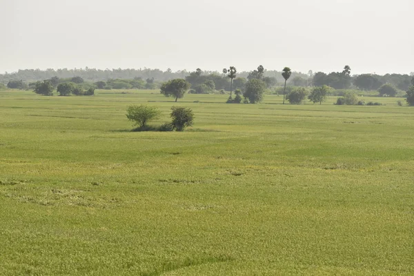 Hindistan 'da yeşil bir çeltik tarlası, yaz çayırlarında gün ışığında yeşil çimen.