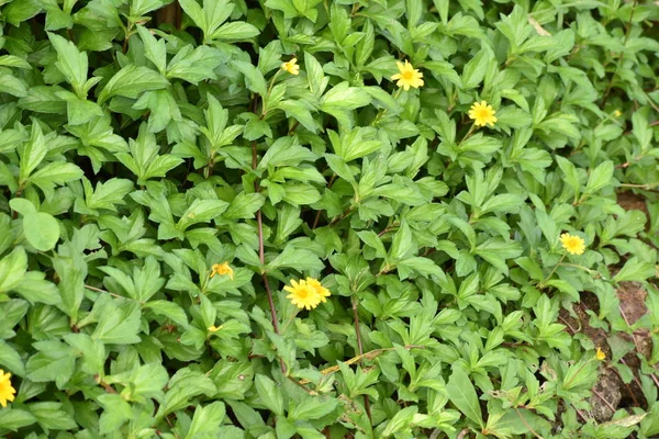 Un bel e piccolo fiore di colore giallo con foglie sullo sfondo, aspetto fresco di piccoli fiori in India . — Foto Stock